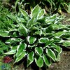 Komeakuunlilja 'Patriot'