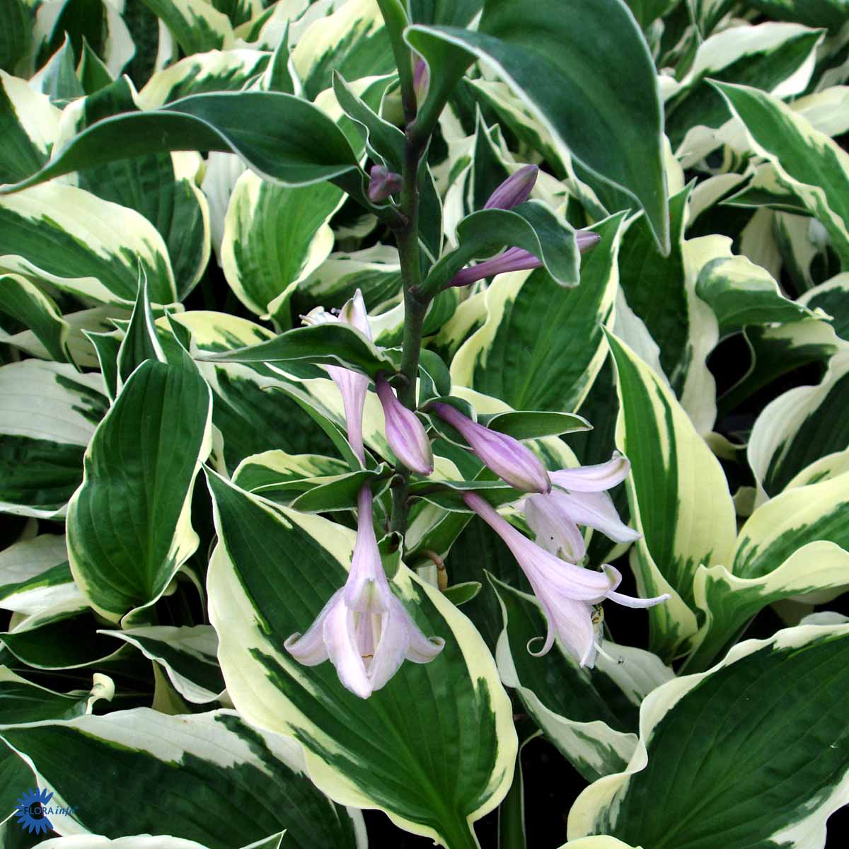 Hosta 'Patriot' Fortunei-Ryhmä
