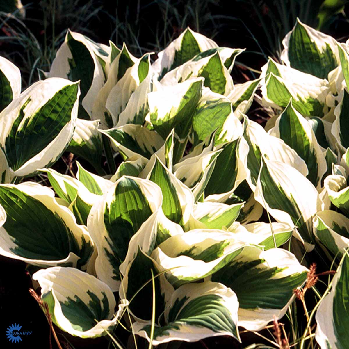 Hosta 'Patriot' Fortunei-Ryhmä