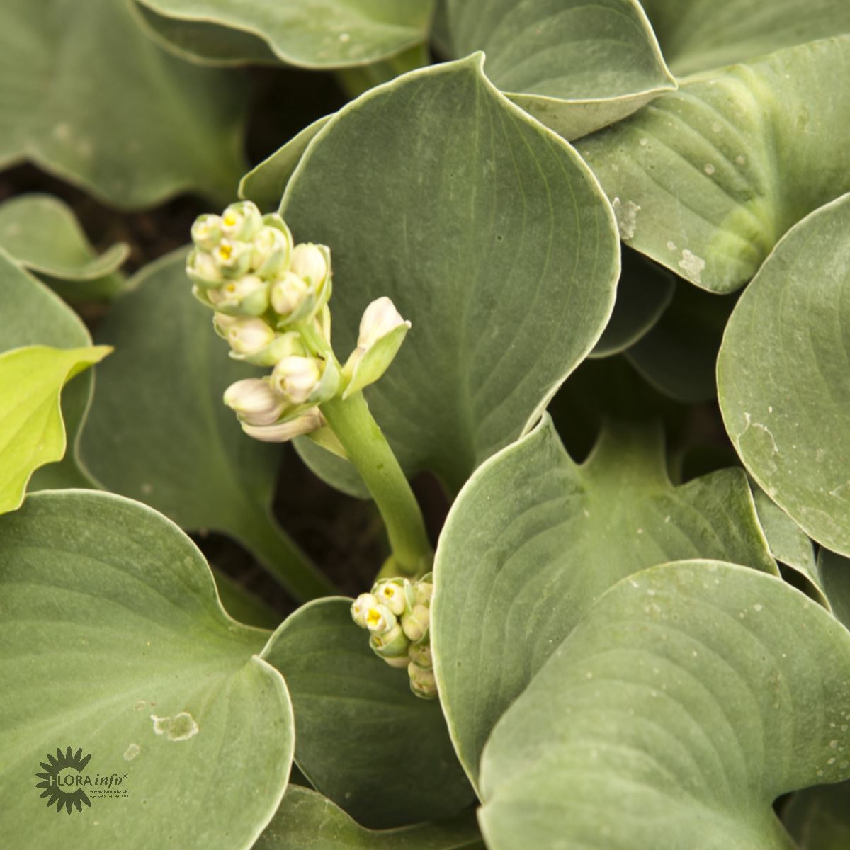 Hosta Tarhafunkia-Ryhmä