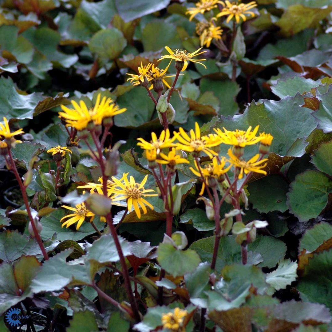 Ligularia dentata