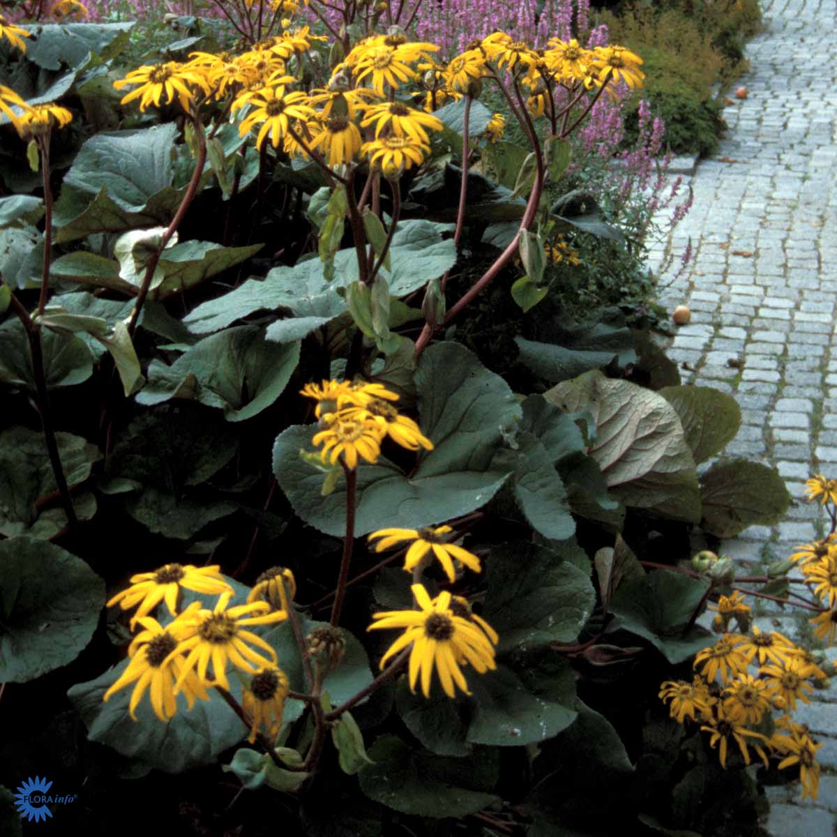 Ligularia dentata