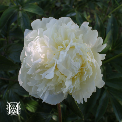 Paeonia lactiflora  'Festiva Maxima'