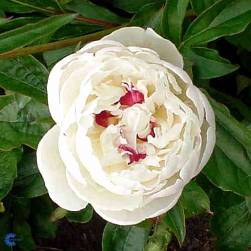 Paeonia lactiflora  'Festiva Maxima'