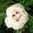 Paeonia lactiflora  'Festiva Maxima'