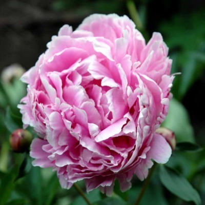 Paeonia lactiflora 'Sarah Bernhardt'