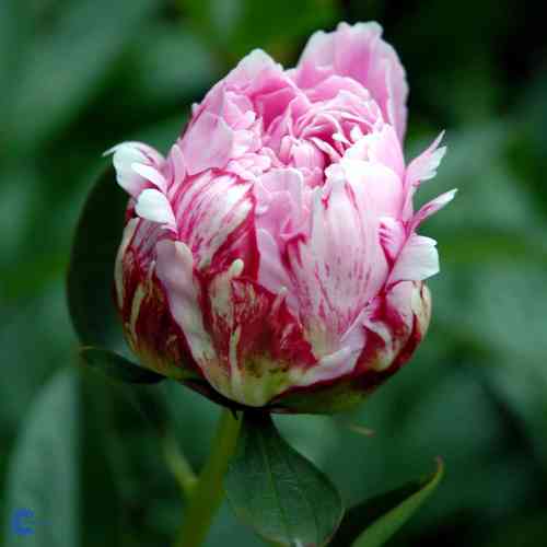 Paeonia lactiflora 'Sarah Bernhardt'