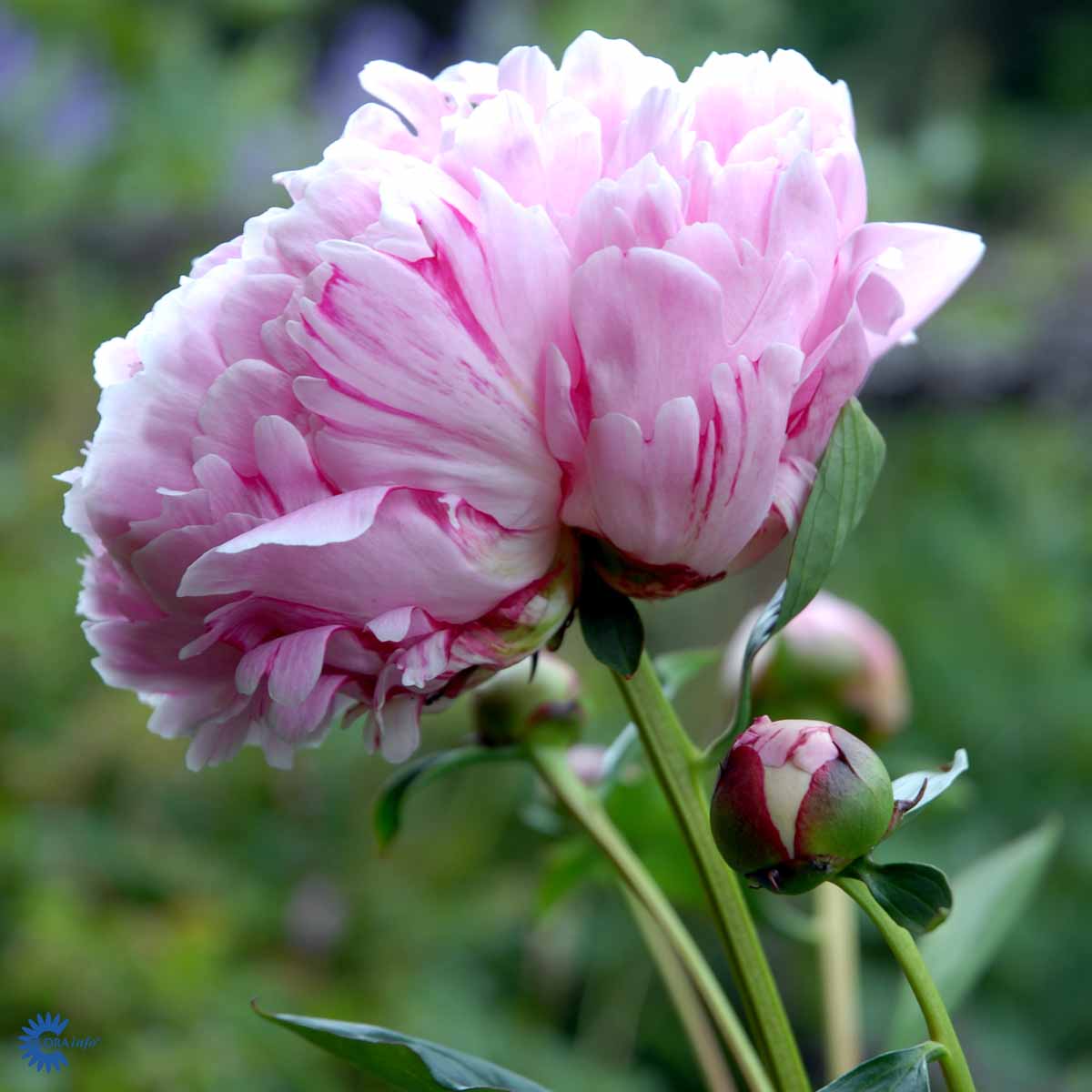 Paeonia lactiflora 'Sarah Bernhardt'
