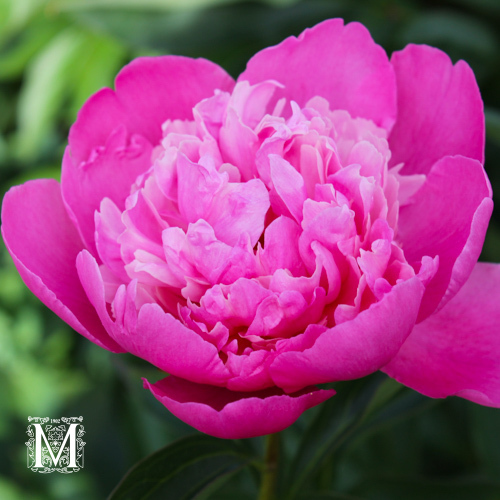 Paeonia lactiflora  'Karl Rosenfield'