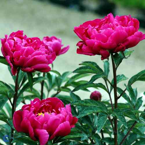 Paeonia lactiflora  'Karl Rosenfield'