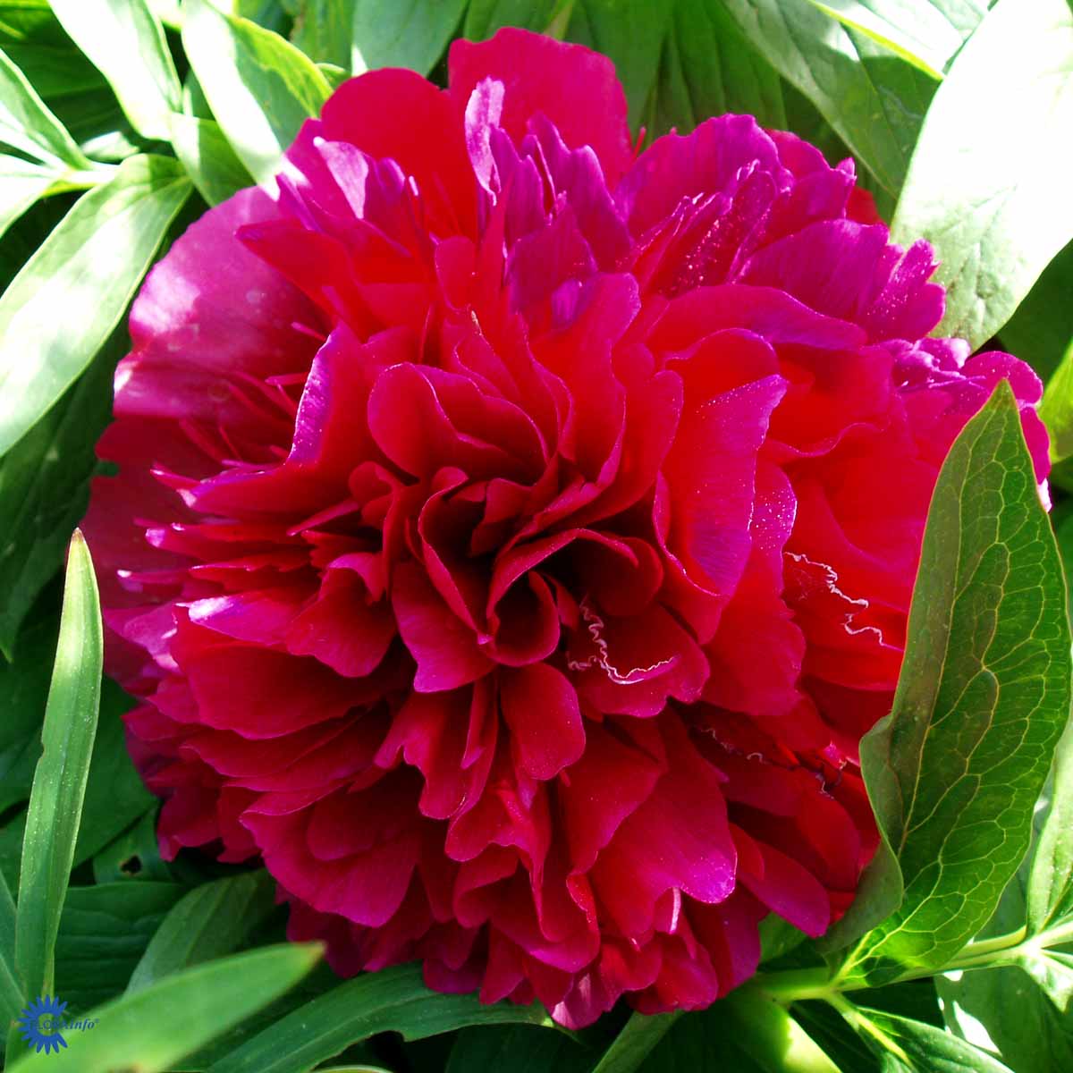 Paeonia lactiflora  'Karl Rosenfield'