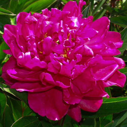 Paeonia lactiflora  'Karl Rosenfield'
