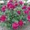 Paeonia lactiflora  'Karl Rosenfield'