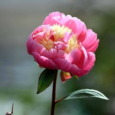 Paeonia lactiflora 'Bowl of Beauty'