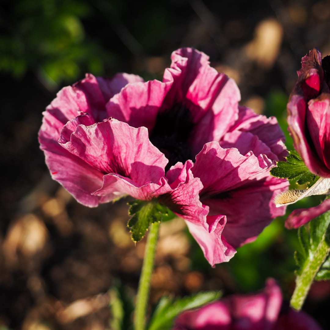 Papaver Orientale-Ryhmä