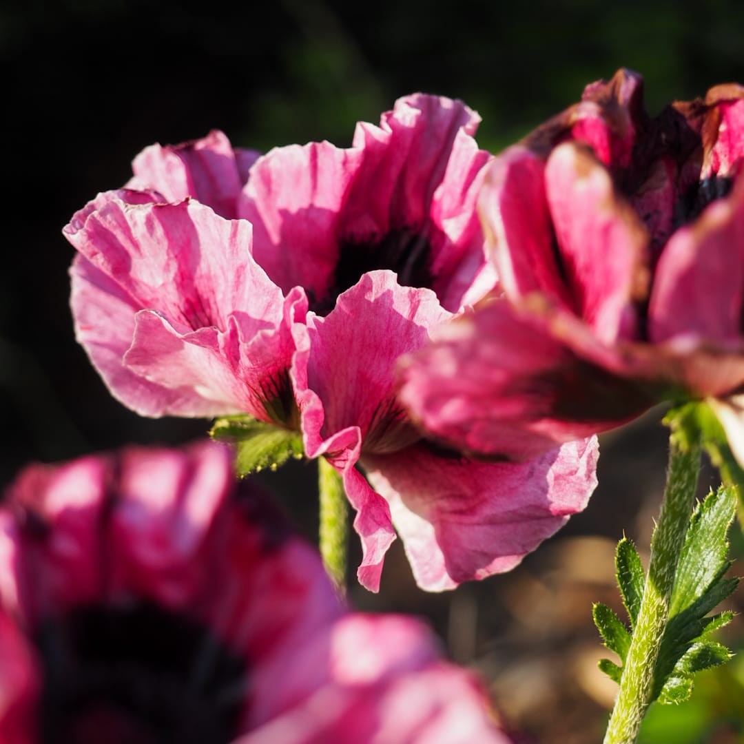 Papaver Orientale-Ryhmä