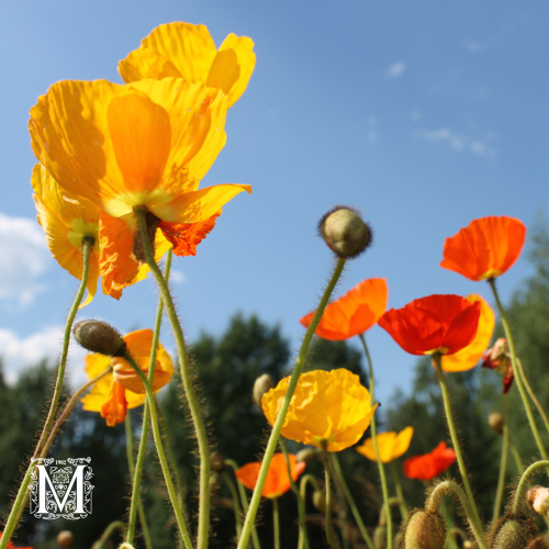 Papaver croceum 'Gartenzwerg'
