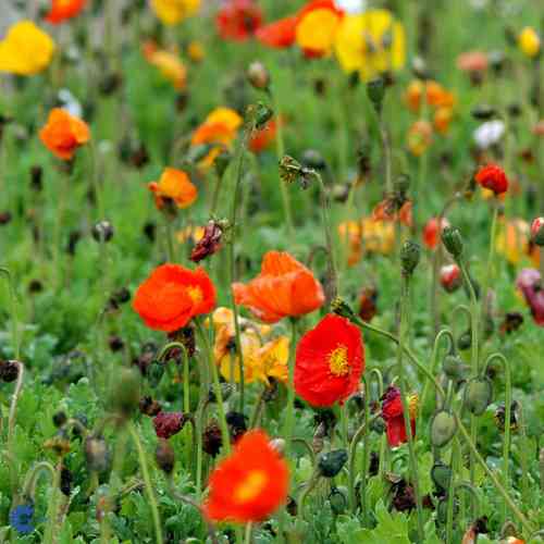 Papaver croceum 'Gartenzwerg'