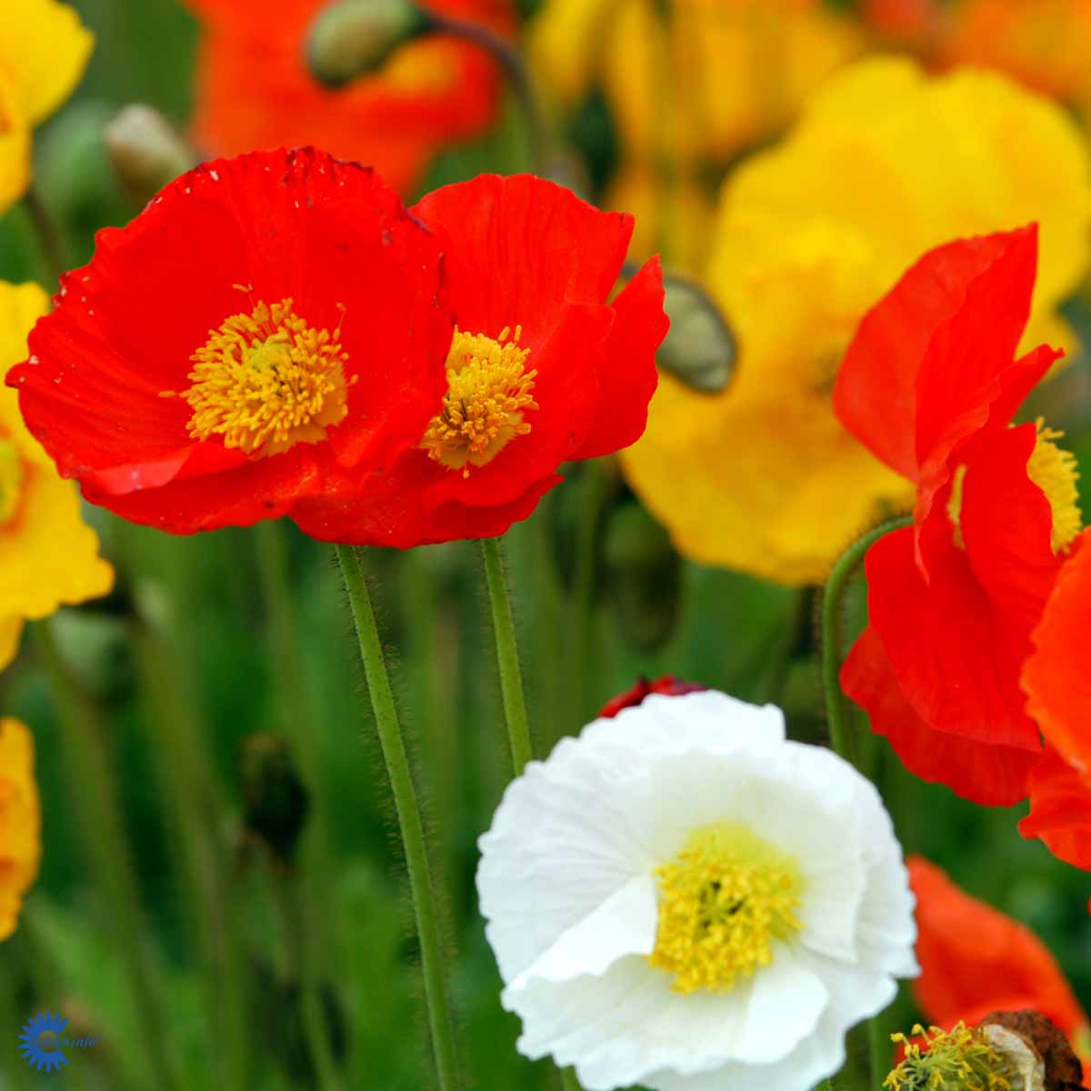 Papaver croceum 'Gartenzwerg'