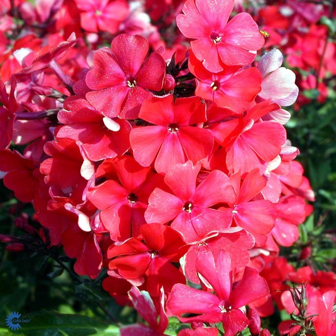 Syysleimu 'Starfire'