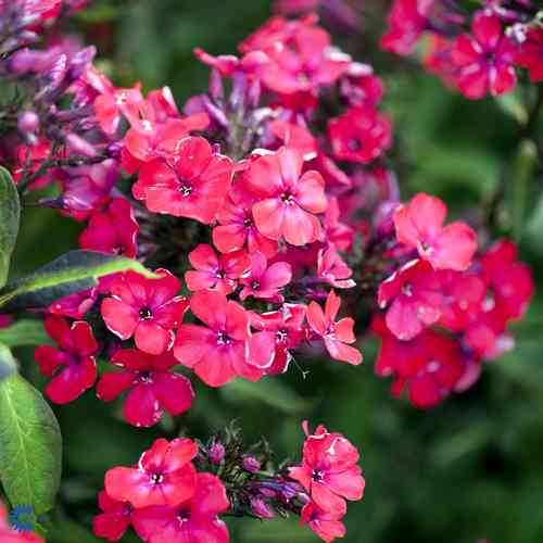 Phlox paniculata  'Starfire'