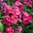 Phlox paniculata  'Starfire'