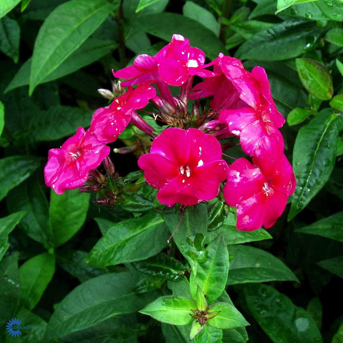 Syysleimu 'Starfire'