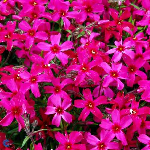 Phlox subulata