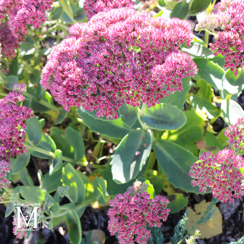 Sedum 'Herbstfreude'