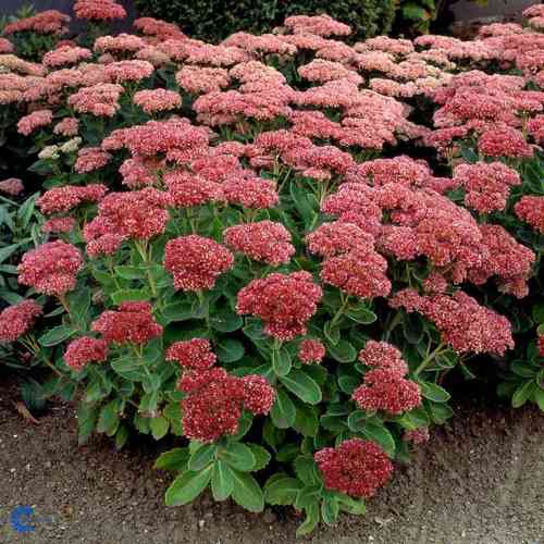 Sedum 'Herbstfreude'