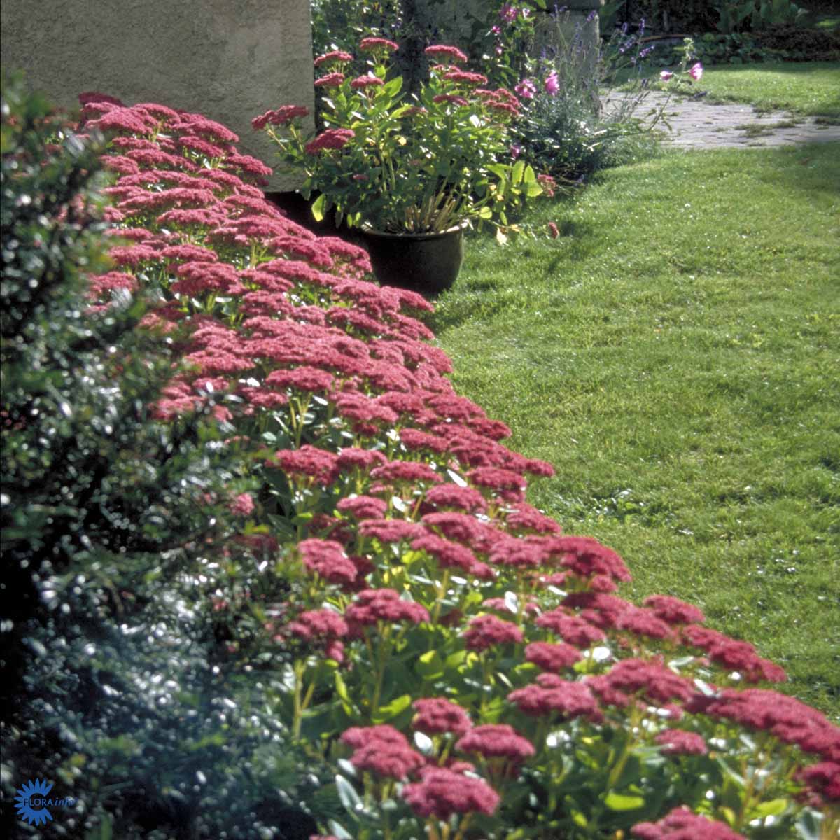 Sedum 'Herbstfreude'