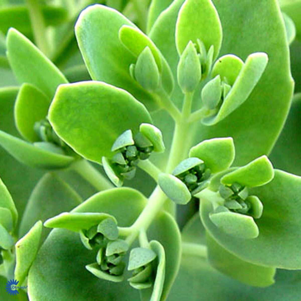 Sedum 'Herbstfreude'