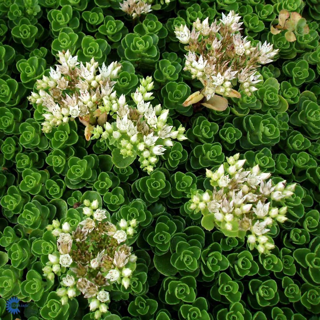 Kaukasianmaksaruoho 'Alba'
