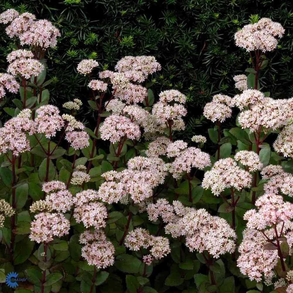 Komeamaksaruoho 'Matrona'