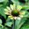 Echinacea x hybrida