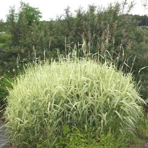 Viiruhelpi 'Picta'