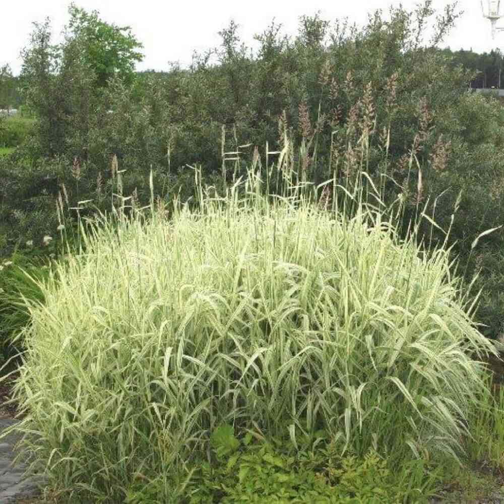 Viiruhelpi 'Picta'