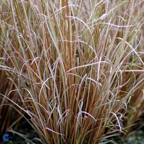 Carex buchananii