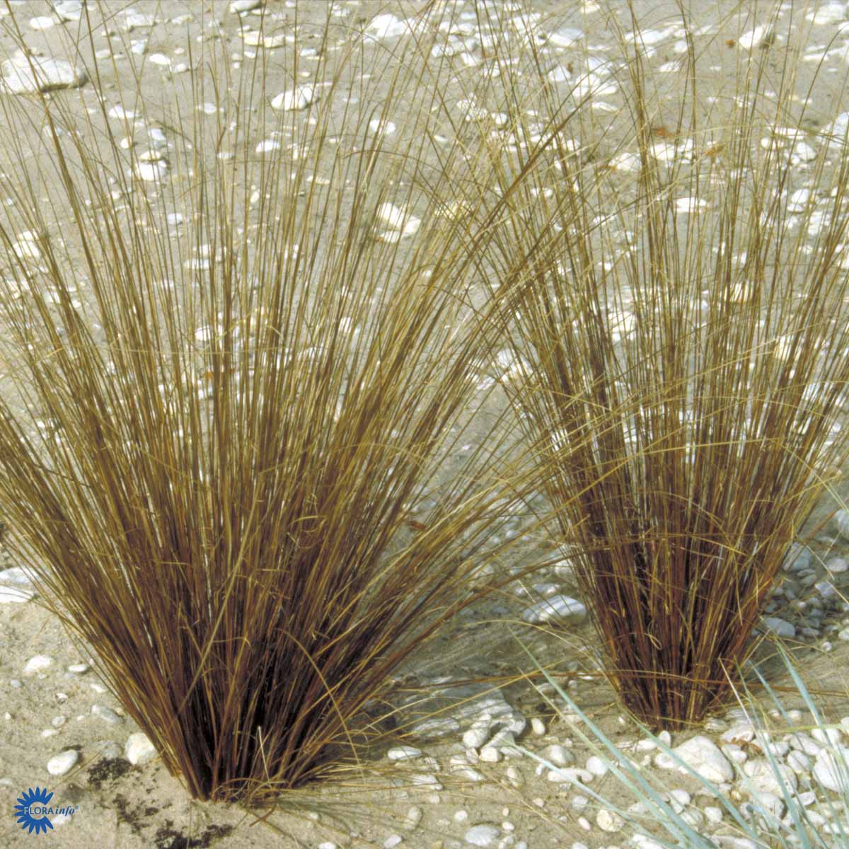 Carex buchananii