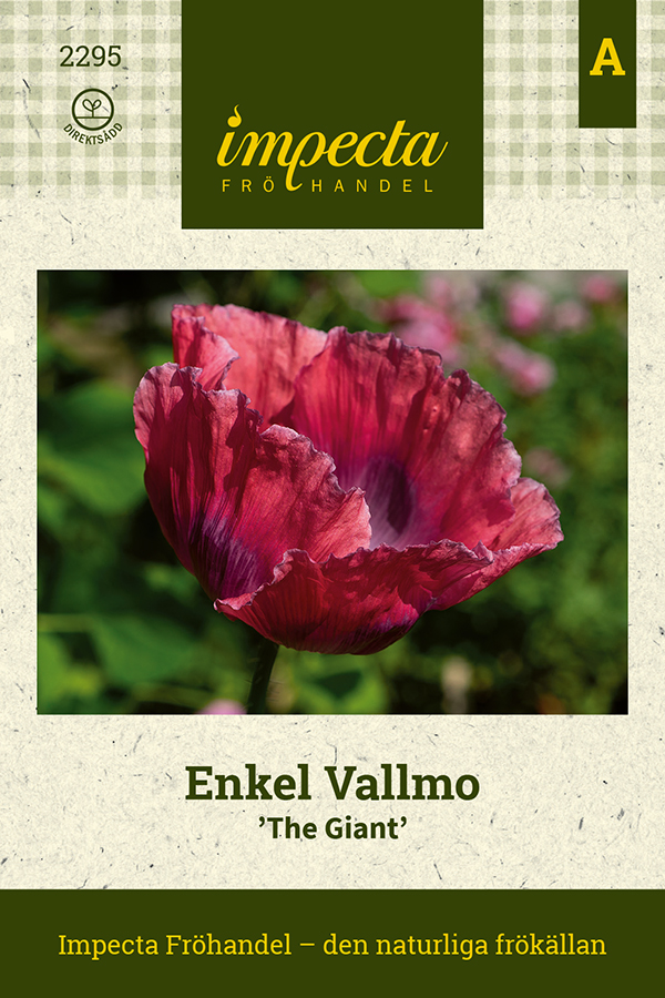 Enkel Vallmo 'The Giant'