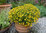 Liten Tagetes 'Signet Lemon'