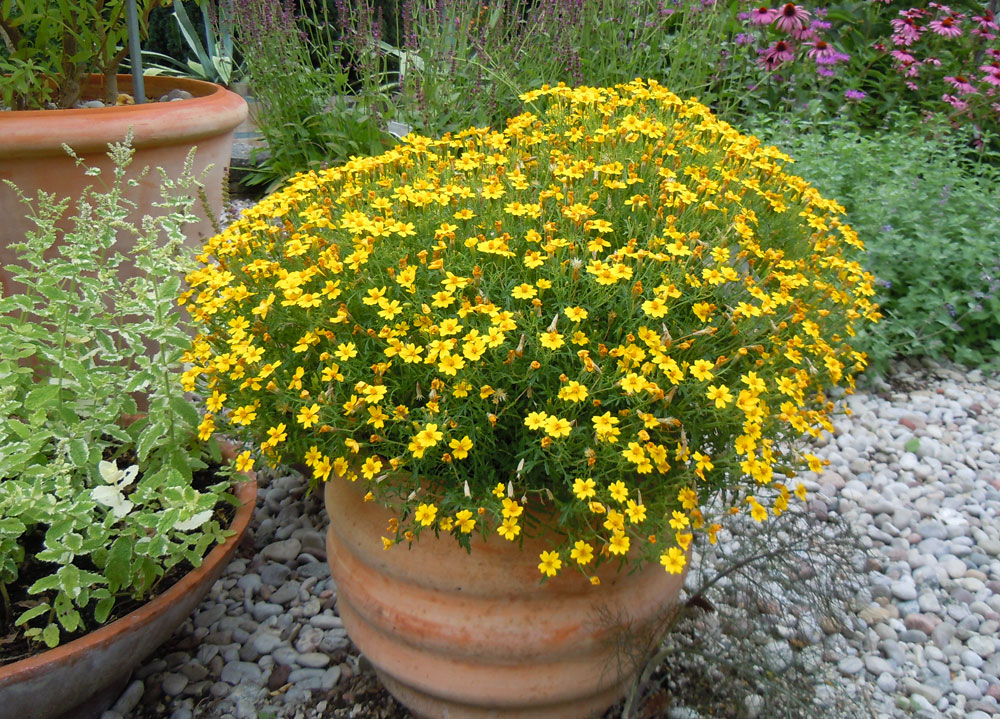 Liten Tagetes 'Signet Lemon'