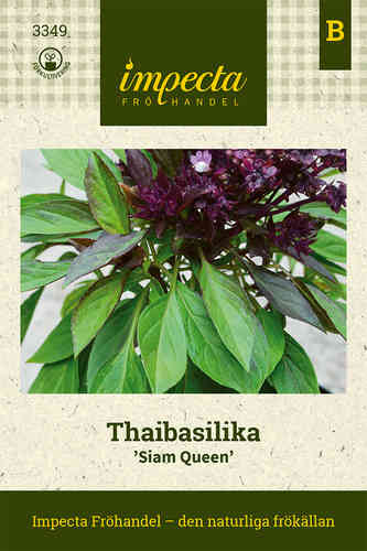 Thaibasilika 'Siam Queen'