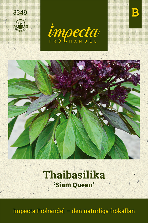 Thaibasilika 'Siam Queen'