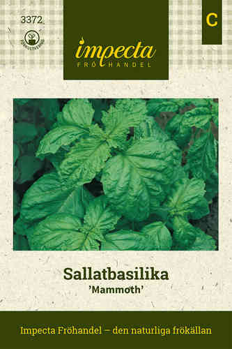 Maustebasilika 'Mammoth'