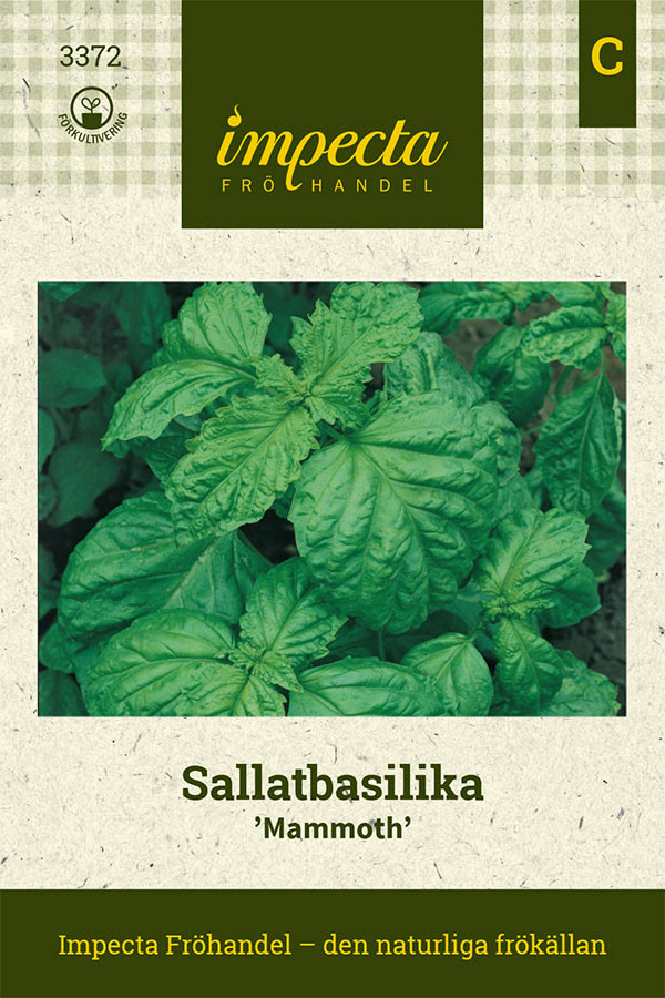 Sallatsbladig basilika 'Mammoth'
