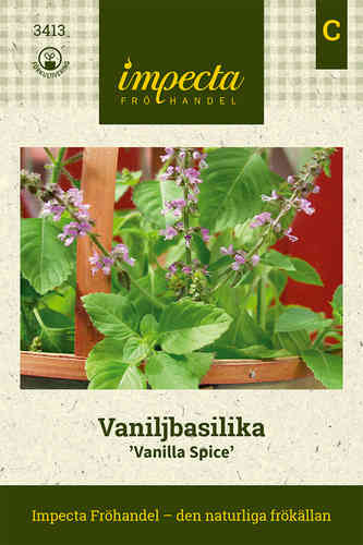 Vaniljbasilika 'Vanilla Spice'