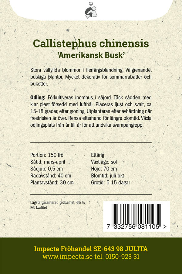Kiinanasteri 'Amerikansk Busk'