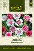 Ruiskaunokki 'Classic Romantic'