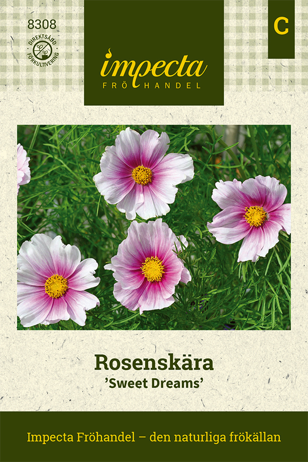 Rosenskära 'Sweet Dreams'